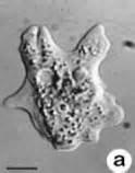 Vahlkamfia, Tetrahymena, Dictyostelium Legionella survive for months, resistant
