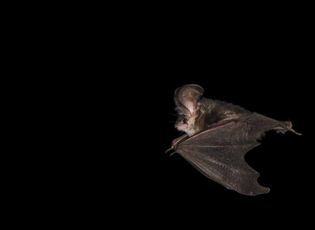 Eyes open - the first outdoor sensor that can see with its ears. The bat principle.