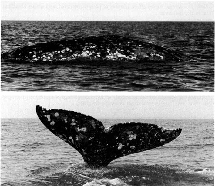 WELLER ETAL.: WESTERN GRAY WHALE 1213 Figure 2. Examples of coloration patterns used for individual recognition of gray whales. patterns and scars (Fig. 2).