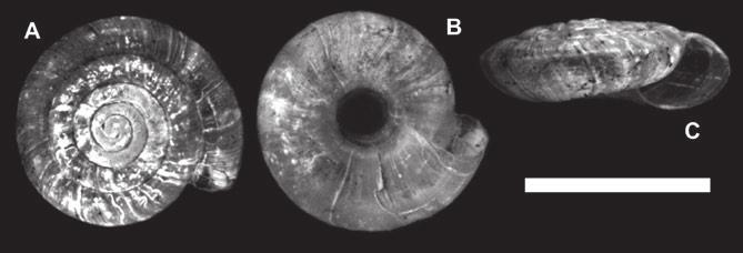578 ZP Erőss, Z Fehér & B Páll-Gergely Figure 1 A C Balcanodiscus danyii n. sp. holotype, HNHM 97247. Scale bar indicates 5 mm. Holotype 1 shell, type locality, 04.04.2007, leg: L. Dányi, Z. Fehér, J.