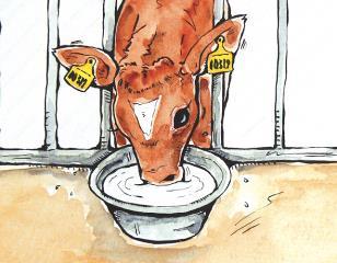 6.4b Replace dirty bowls with clean ones Feed milk twice daily Single huts = * litres per calf per feeding