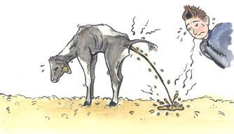 11. Calves Diarrhoea ( ) 11.1 Diarrhoea: The calf has light and/or thin manure. The smell is often bad 11.