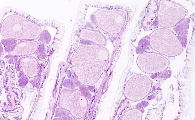 Cyphastrea microphthalma polyps and the ovaries containing the oocytes Figure 6: Female organs