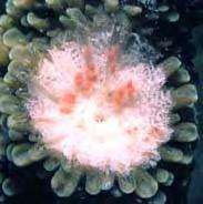 Reproductive condition of Acropora colonies 1. mature pigmented eggs; spawning following next full moon 2.
