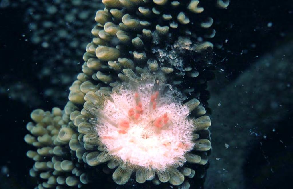 Mature eggs in an Acropora colony Photo: James Guest Photograph reproduced with kind permission of Springer Science and Business