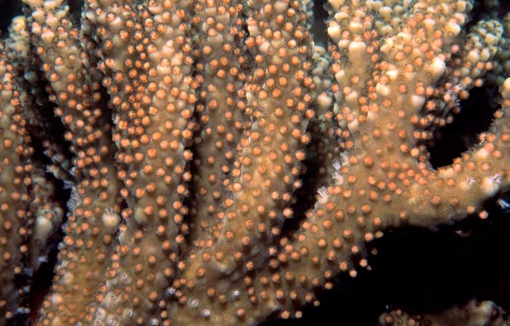 Acropora colony setting just prior to spawning Photo: James Guest Photograph reproduced with kind permission of Springer Science and
