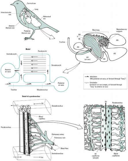 unidirectional Invertebrate lungs
