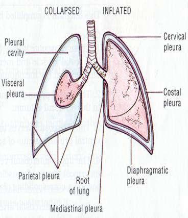 Ventilating lungs Internal surface wet, why don t surfaces stick?