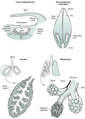 Types of respiratory structures Skin