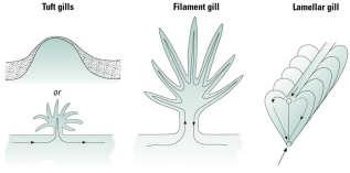 increases surface area Tuft Filament Lamellar