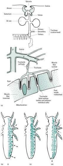 Trachea systems Multiple independent tubes Spriacles for ventilation Branches supply tissues