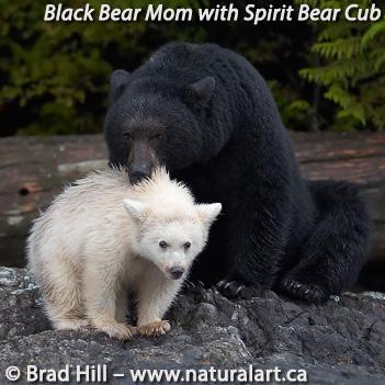 About The Spirit Bear. The almost mythical Spirit Bear is a rare, whitephased form the American Black Bear.