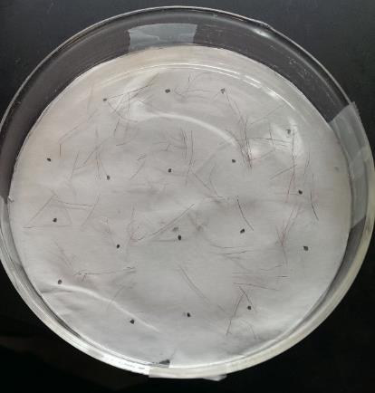 Figure 5 Petri dish with 18 points, used for hair selection After cleaning, hairs were placed on a microscope slide with a drop of distilled water, and a cover slip was placed on top.