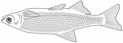 4 H Reel Into Sport Fishing District and State Contest NAME COUNTY: District: Ozark Ouachita Delta State Junior or Senior (circle one) Angling Skills: Rigging (5 points/diagram) Draw a diagram below