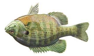 (largemouth bass, white crappie, channel catfish,