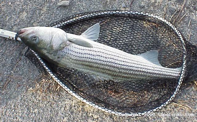Fishery regulations Gulf striped bass are regulated in the ACF by three state agencies.