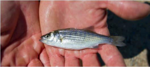 Introduction Gulf striped bass have been managed for 30 years with efforts to restore the population to the maximum extent possible.