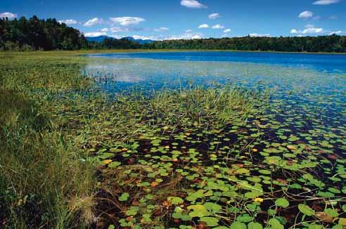 At the water s edge, native aquatic vegetation (plants growing in or under the water), submerged rocks and boulders, and dead trees that have fallen in the water are all features of high quality