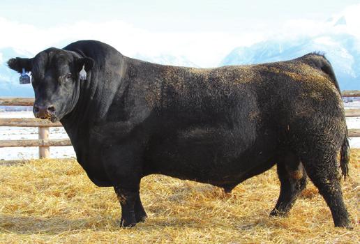 at Missoula Livestock Exchange Missoula, MT COLEMAN CHARLO 0256 - Featuring the progeny and service of this