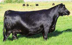 19 JOCKO VALLEY LADY FAMILY BCC LADY 854E 1165-9565 - The dam of Lot 21.