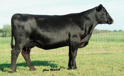 24 This cow is the result of mating the established Pathfinder JOCKO VALLEY FEATUD FAMILIES JVC Lady Jaye A3327 Birth Date: 8-3-2013 Cow +18017589 Tattoo: A3327 #Emulation N Bar 5522 N Bar Emulation