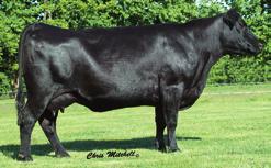 35 JOCKO VALLEY FEATUD FAMILIES ALTUNE OF CONANGA 6104 - The $280,000 third dam of Lots 35, 36 and 37.