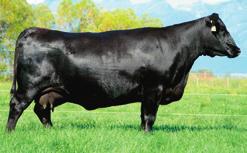 JOCKO VALLEY EVELDA ENTENSE FAMILY COLEMAN EVELDA ENTENSE 711 - The dam of Lots 50 and 50A.
