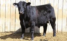 164 A ROYALLY-BD bull from the embryo program sired by JOCKO VALLEY YEARLING BULLS JVC Payweight D637 Birth Date: 3-3-2016 Bull +18730616 Tattoo: D637 #+Basin Payweight 006S Basin Payweight 1682