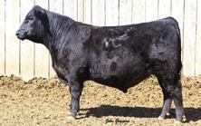 I+.80 I+.61 +83.52 +136.31 I+6 I+.5 I+63 I+106 I+1.65 I+33 Basin Payweight 1682 from a third-generation Jocko Valley Countess donor who records a progeny weaning ratio of 14 on one natural calf.