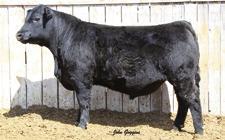 172 A low birth sire prospect sired by son of Connealy Onward JOCKO VALLEY YEARLING BULLS JVC Onward 631 Birth Date: 2-17-2016 Bull 18417240 Tattoo: 631 JVC Onward 8136 +16181255 +Ideal 2434 of 7407