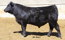 Cameo 434 I+.39 I+.35 +43.73 +109.52 +3 +1.4 +51 +88 +22 ratios of 104 and 101 respectively from a dam who records a progeny weaning ratio of 105 on two calves. Birth weight 82 pounds.