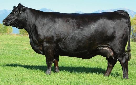 JOCKO VALLEY DONNA FAMILY COLEMAN DONNA 714 - The $290,000 valued dam of Lots 1 and 3, and grandam of Lot 2.
