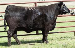 5 5A 5B 5C JOCKO VALLEY DONNA FAMILY COLEMAN DONNA 3253 - The dam of Lots 5-5C.