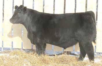 ACRES FAME G15 DANDY ACRES FOXY LADY G 33 S A V BISMARCK 5682 S A V BLACKCAP MAY 5270 CONNEALY FRONTLINE DANDY ACRES FOXY LADY G 61-702 is the product of the combination of our performance herdsire