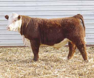 20 - Phenotype standout of our 2017 calf crop, we FAT -0.005 admire the Thunderstruck offspring for the eye appeal of their front third, boldness and dimension of rib, and REA 0.