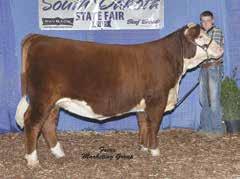She was the Dam of the high seller on last year s Bull Run Sale and Tate successfully showed a daughter last year as SDJHA Res Bred and Owned Heifer and Champion Heifer at the MN Beef Expo.