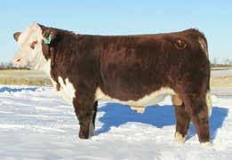 APOLLONIA 10M LAGRAND RELOAD 80P ET DH JUSTA PERFORMER 304 - Striking dark red son of Homegrown, square and level in his build. - Suitable for use on heifers. CED -2.1 BW 2.