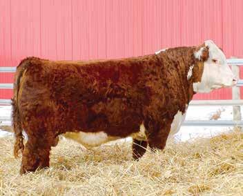 002X ET EFBEEF SCHU-LAR PROFICIENT N093 KCF MISS 774 L82 SHF RIB EYE M326 R117 LHF EVONNE 19D 20X 443 THR THOR 9004W THR MISS THOR 9140W - Here is a calving ease low birth weight son with pigment out