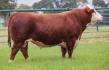VICTOR BOOMER P606 NJW 94J DEW 72N GOLDEN OAK OUTCROSS 18U TH 8090 MOLER DOMINETTE 93T ALH 0190 VICTOR 0343 FHF 20M RUTH 21S - If your looking for a bull to add lbs to your calf crop here he is.