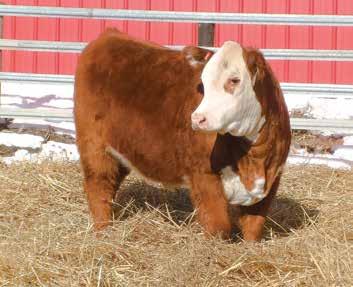 Hereford Heifers We have developed these Heifers right along with our replacements.