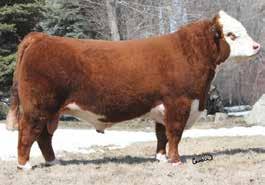 There just are not a lot of Belle Air opportunities out there right now. - Here is your chance to get in on him mated with awesome cow.