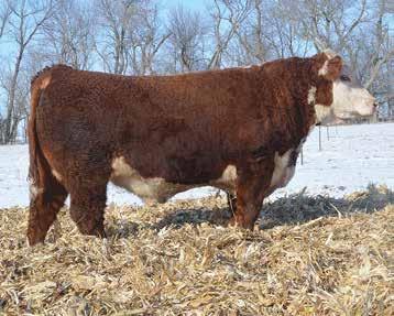 KATHY 668 ET DH ECLIPSE 105R JDF MS ISSACS 075 421 S&S ROCK SOLID 3L TH 557E 57G BURGUNDY 33N REMITALL ONLINE 122L MS DAKITCH EXILE 20F - Nice patterned bull with good muscling & big testicles.