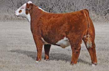 Hereford heifer at every show she went to & ended her show career by winning Ak-Sar-Ben. - Her sire Rushmore was the anchor bull for Fawcett s Reserve National Ch. Pen of Bulls in Denver 2015.