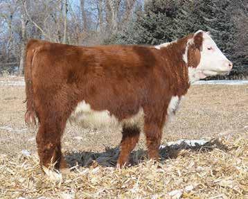 love how this heifer is put together! - Feminine, smooth made, fluent on the move, nothing extreme, just a really complete heifer.