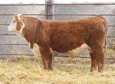 Herefords Sired by R Leader 6964 From Sleepy Hollow