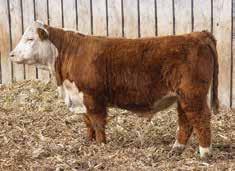 Rushmore 418 ET From TSR Cattle Co.