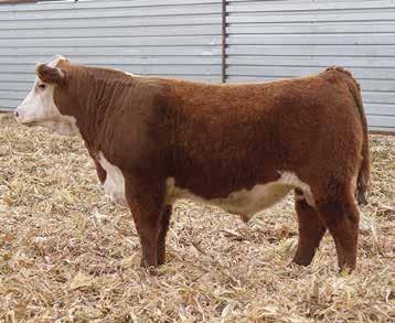 236G L37 PW VICTOR BOOMER P606 NJW 94J DEW 72N THM DURANGO 4037 CRR D03 CASSIE 206 DS KCK LEGEND 10J AC 456 ARROW 701 - Amazing flush that were all keepers, buy full brothers (Lots 1-6) in volume
