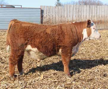 236G L37 PW VICTOR BOOMER P606 NJW 94J DEW 72N THM DURANGO 4037 CRR D03 CASSIE 206 DS KCK LEGEND 10J AC 456 ARROW 701 - Amazing flush that were all keepers, buy full brothers in volume with