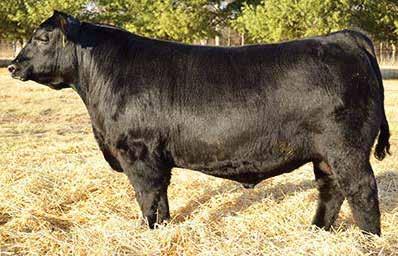 839A S A F 598 BANDO 5175 S A V PRIMROSE 8244 S S OBJECTIVE T510 0T26 QUAKER HILL QUEEN 1L4 DANDY ACRES FAME G15 D A QUAVIDES DIVA K176 - Bull from one of our most proven cows that just keeps getting