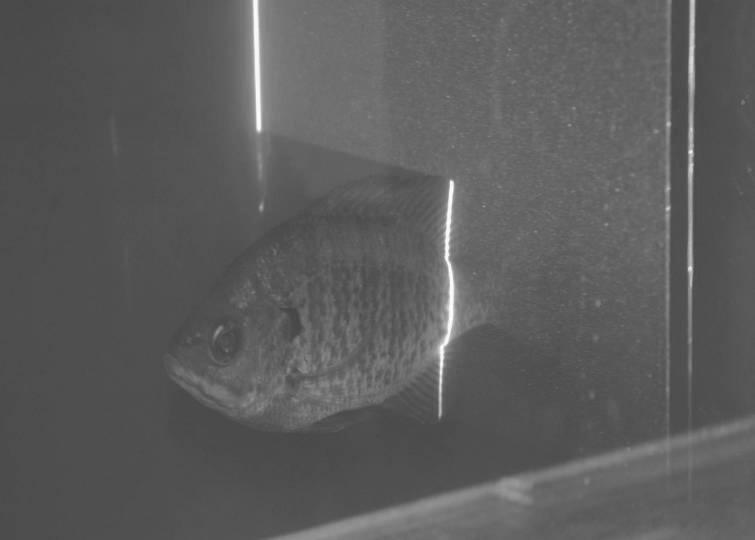 Fig. 6. Bluegill sunfish swimming in a flow tank that has been seeded with small reflective particles.